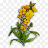 花卉设计切花黄色植物茎