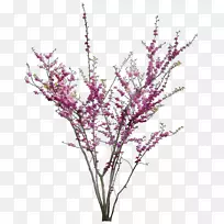 小枝植物茎切花紫色