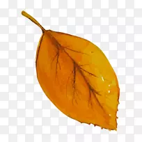图形图像png图片水彩画叶拍水彩