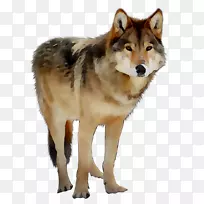 萨鲁士狼狗捷克斯洛伐克狼美洲印第安犬阿拉斯加苔原狼
