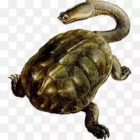 盒形海龟常见的海龟