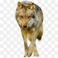 阿拉斯加冻原狼野狼红狼动物