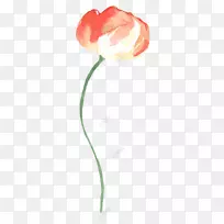 郁金香/m/02csf牵伸玫瑰科植物茎-美丽的装饰
