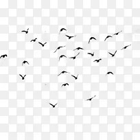 鸟群数据飞行图像