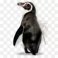 企鹅png图片透明图像科瓦尔斯基企鹅