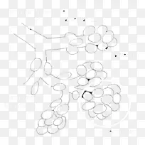 剪贴画产品/m/02csf点-肺泡