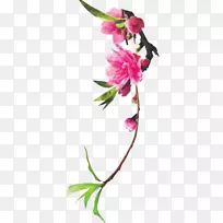 花卉设计切花植物茎芽