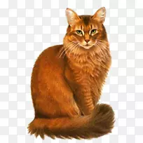 暹罗猫图片猎豹动物-小猫