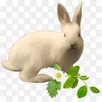 家养兔子复活节兔子形象-兔子