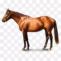 马匹纯种基恩兰协会赛马场男子气概西马龙种马