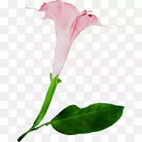 百合花切花，花蕾，植物茎，玫瑰科