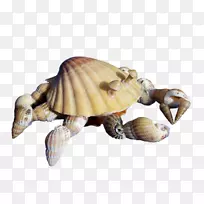 海龟爬行动物龟