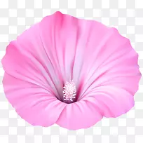剪贴画紫红色花朵.粉红色m块