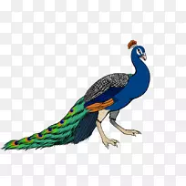 秃鹰鸟喙印度孔雀