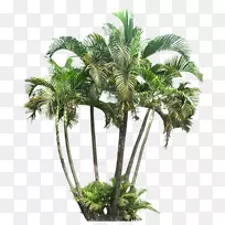 热带植被png图片植物槟榔棕榈植物