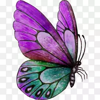 帝王蝴蝶，毛茸茸的蝴蝶，飞蛾，紫仙女