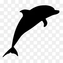 普通宽吻海豚短喙普通海豚图库溪旋转海豚条纹海豚