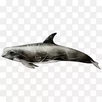 普通宽吻海豚图库溪粗齿海豚白嘴海豚