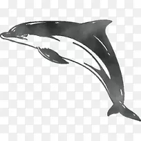 普通宽吻海豚短喙普通海豚白喙海豚图库溪粗齿海豚