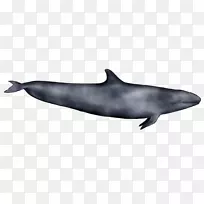普通宽吻海豚短喙普通海豚图库溪粗齿海豚批发