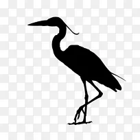 伊比斯水鸟喙