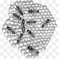 蜜蜂黑白对称蜜蜂