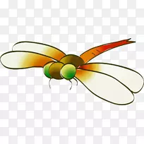 蝶甲虫传粉蜂