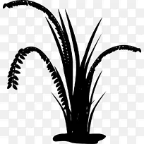 枣棕榈黑白米棕榈树叶植物茎