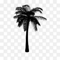 亚洲棕榈椰子黑白枣棕榈树