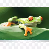 哥斯达黎加红眼树蛙澳大利亚绿色树蛙-青蛙
