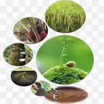 马来西亚普特拉大学土壤肥力草维管植物-土壤