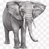 亚洲象非洲灌木象png图片剪辑艺术-大象