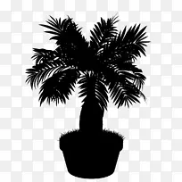 亚洲棕榈黑白枣棕榈花盆棕榈树