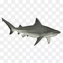 牛鲨软骨鱼夹艺术png图片.鲨鱼