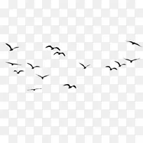 鸟类图形群图-鸟