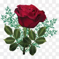 玫瑰花月季‘紫罗兰’粉红色玫瑰