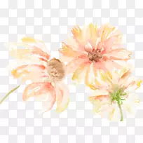 花卉设计：菊花，兰花，雏菊，静物摄影，切花，菊花