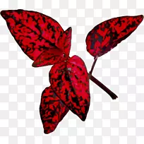 毛茸茸的蝴蝶，飞蛾，叶子发红。