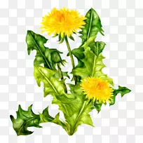 png图片剪辑艺术花卉图像计算机图标.花