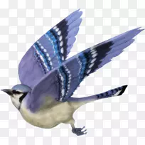 鸟类多伦多蓝鸟png图片-鸟