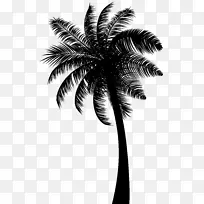 亚洲帕尔米拉棕榈椰子黑白分明棕榈树
