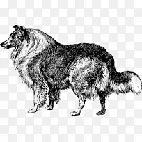 犬种粗牧羊犬/02csf黑白-m