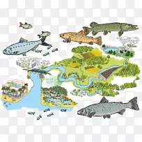 海洋生物生态系统动物海洋插图
