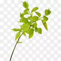 枝叶、乔木、植物茎叶