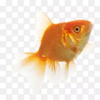 普通金鱼饲养鱼骨鱼