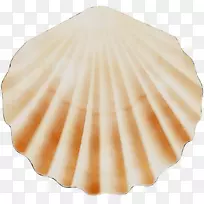 海棠扇贝