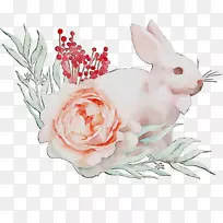 家养野兔插画玫瑰花系列