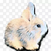 家养野兔皮毛胡须