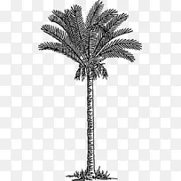 枣棕榈树绘画剪贴画图片