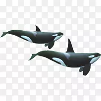南方居民虎鲸，齿状鲸，南方居民虎鲸，海豚-海豚